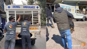 New Mahindra Jeep Needed for Street Dogs