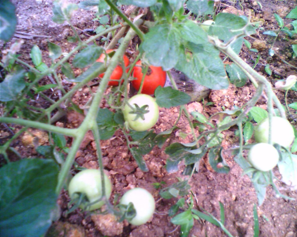 "Empowering the Disabled through Agriculture"