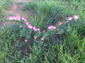 A bobinsana in flower at CV La Joya