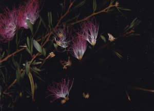 Calliandra angustifolia, a multipurpose tree