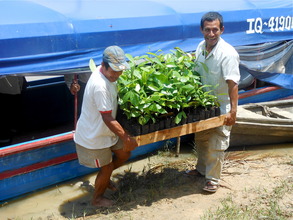 Seedlings arriving to be planted