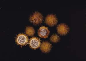 Mayna parvifolium - edible Amazonian fruits