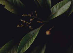 All plant images thanks to Blair Butterfield