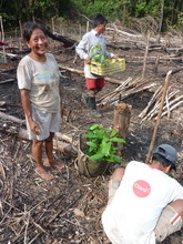 Planting in the field
