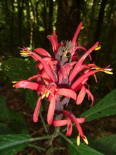 A jungle flower