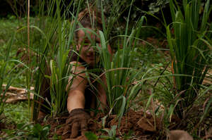 planting lemongrass