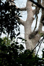 Harpy Eagle nest