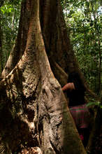 a giant ironwood tree, Dipteryx