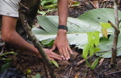Planting 1000 trees, Saving 100 acres