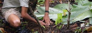 Planting 1000 trees, Saving 100 acres