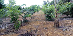 An agroforestry plantation area at CV La Joya