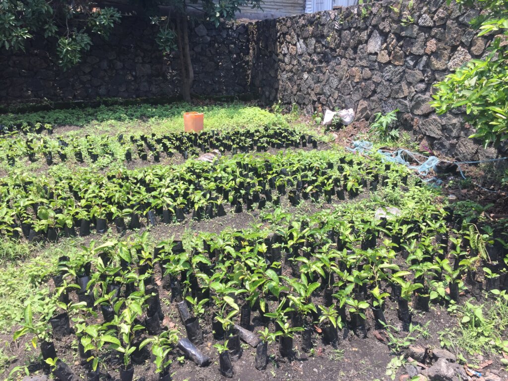 Plant Trees in Goma to Fight Climate Change