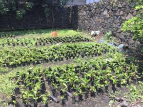 Plant Trees in Goma to Fight Climate Change