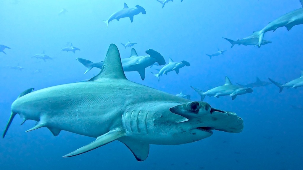 Hammerhead in SFF Malpelo pic by Jaime Lopez