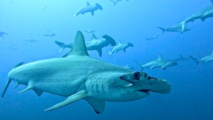 Hammerhead in SFF Malpelo pic by Jaime Lopez