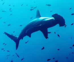 HAMMERHEAD SHARK RELEASE FROM A LONGLINE