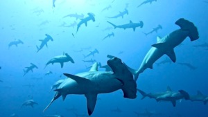 Hammerhead sharks SFF Malpelo by Jaime Lopez