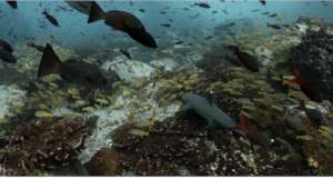 Diving spot SFF Malpelo Cara del Fantasma