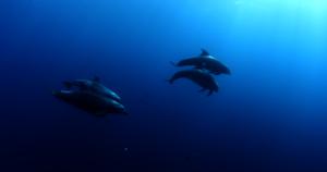Dolphins in SFF Malpelo by Annie Crawley