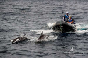 ZODIAC FROM THE SILKY CATAMARAN