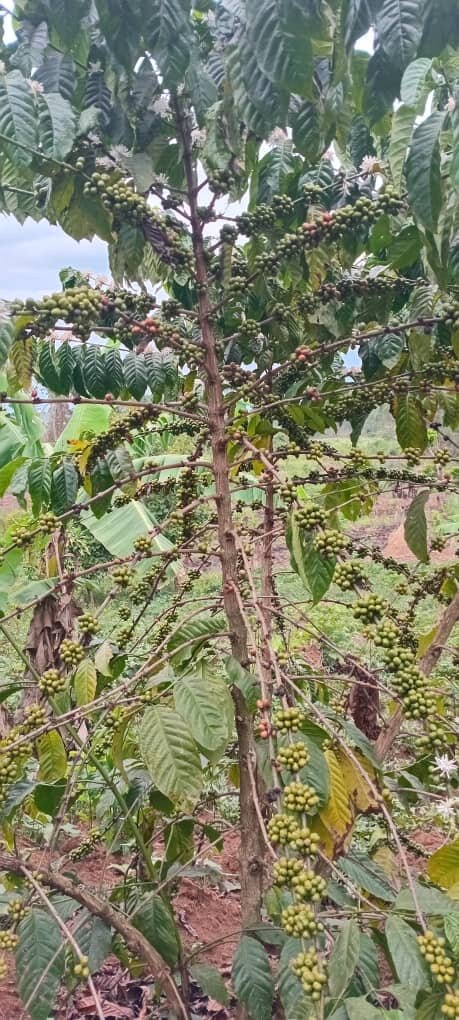 Help Children Grow Crops For Sustainability