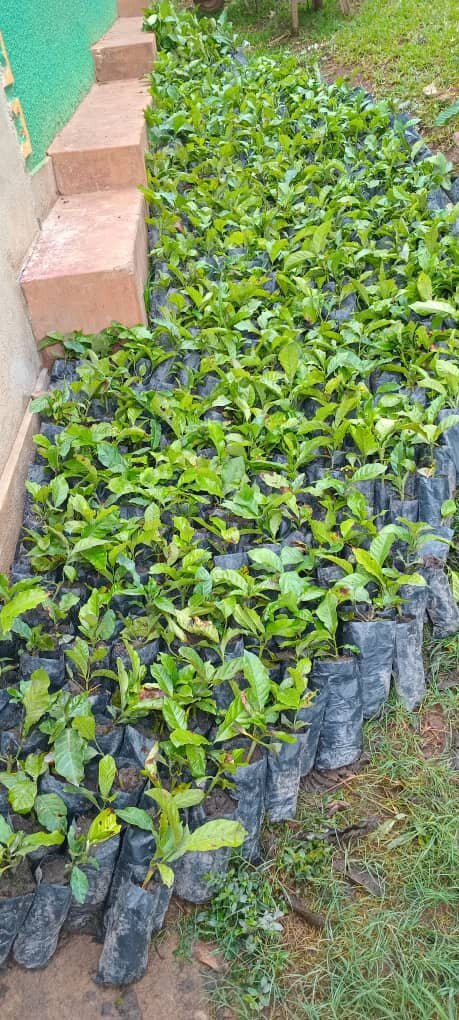 Help Children Grow Crops For Sustainability