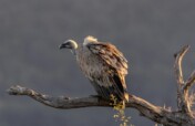 Breeding Programs to Save Vultures from Extinction