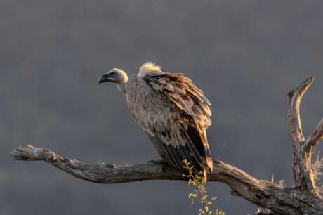 Breeding Programs to Save Vultures from Extinction