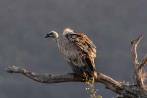 Breeding Programs to Save Vultures from Extinction