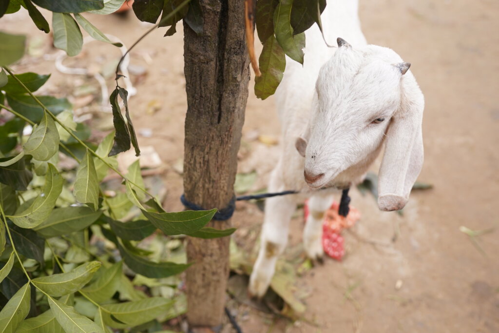 Sharing Happiness by Qurbani