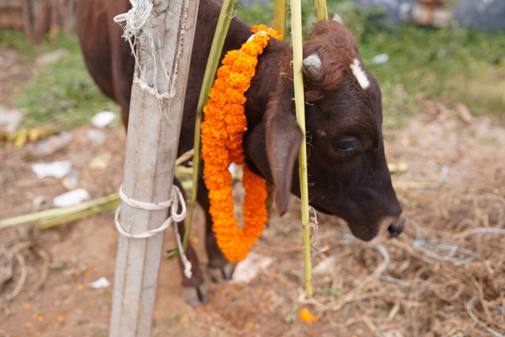 Sharing Happiness by Qurbani