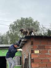 Rescue on the Rooftop