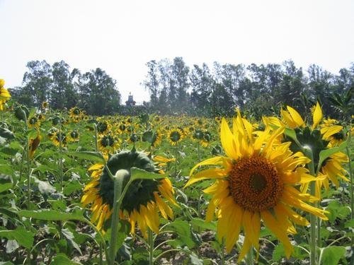 Development Through Agriculture