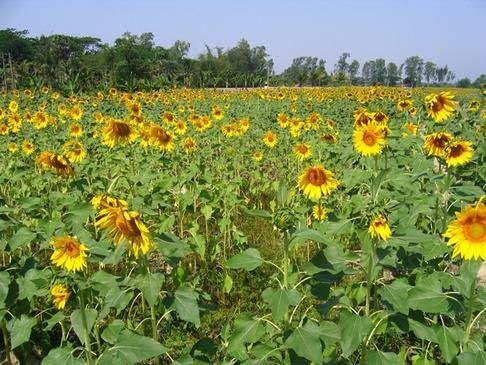 Development Through Agriculture