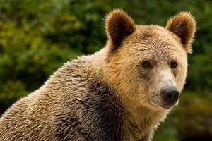 Grizzly Bear. Photo by Jamie Scarrow.