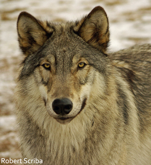 Cabinet-Purcell Wildlife Linkage Initiative
