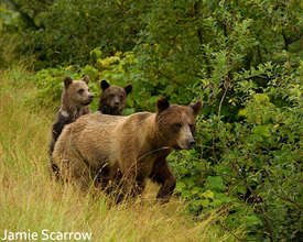 Grizzly Bear Family