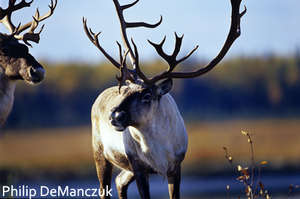 Mountain Caribou