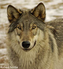 Wolf