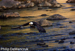 Bald Eagle
