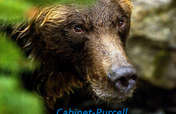 Cabinet-Purcell Wildlife Linkage Initiative