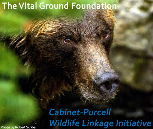 Cabinet-Purcell Wildlife Linkage Initiative