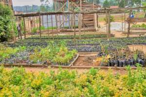 Empower 150 Women in DRC with Eco-Farming