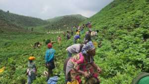 Empower 150 Women in DRC with Eco-Farming