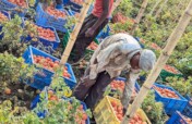 Empower 150 Women in DRC with Eco-Farming