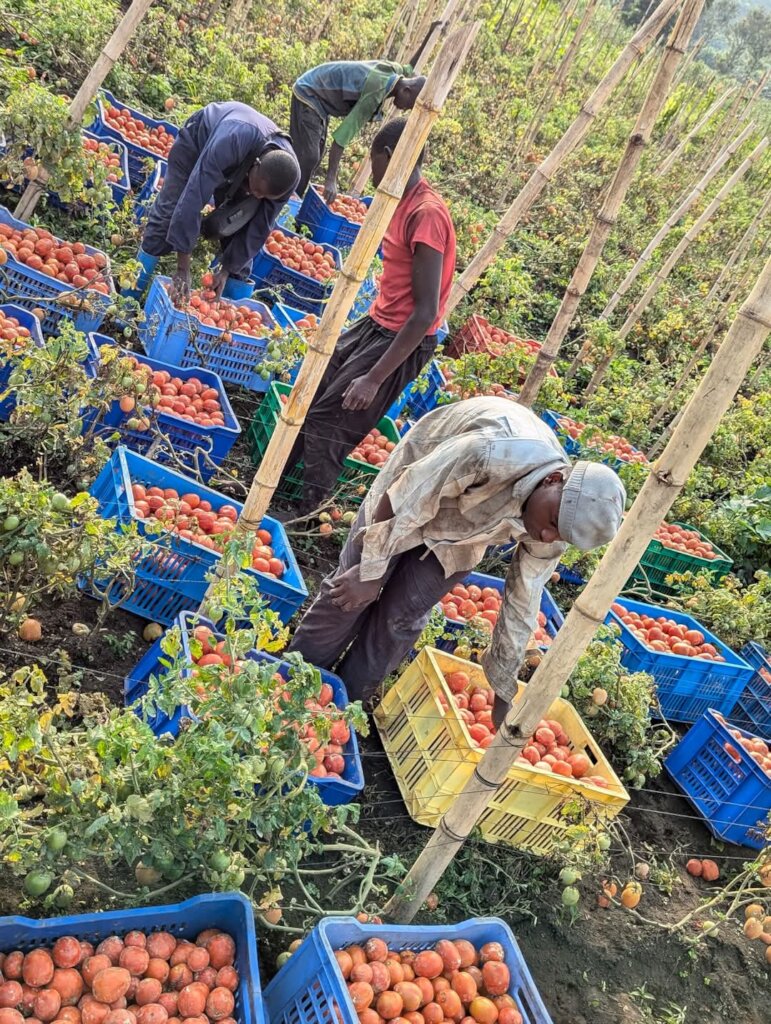 Empower 150 Women in DRC with Eco-Farming