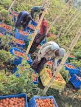 Empower 150 Women in DRC with Eco-Farming
