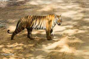 Wild Tiger Crossing Deforested Area