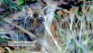 Tiny Tiger Cubs Need the Cover of Trees too
