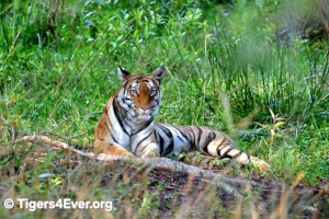 Young Tigress Resting on Grassy Marshland